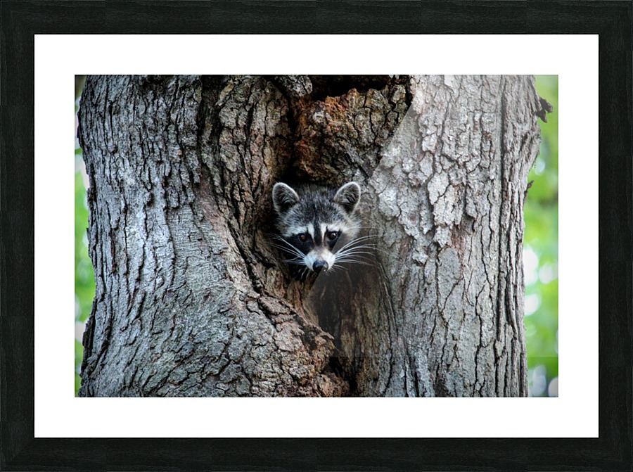 Raccoon Picture Frame print