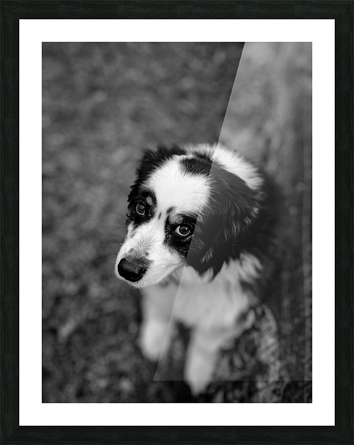 Dog looking up Picture Frame print