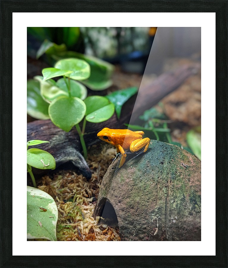 Orange frog Picture Frame print