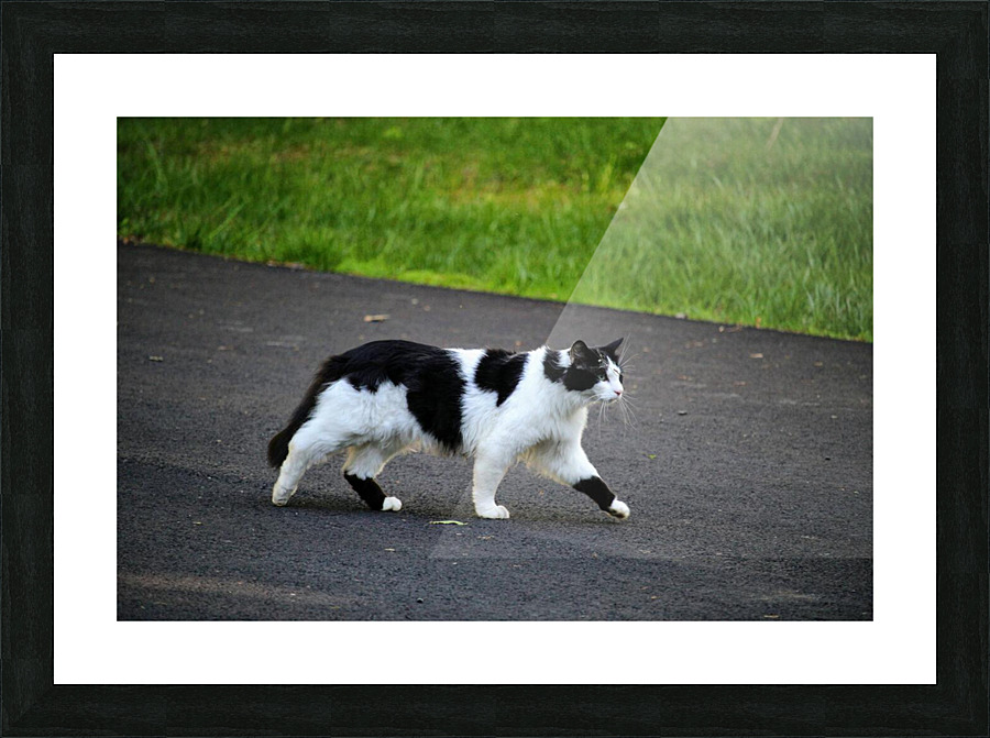 Cat strolling down a road Picture Frame print