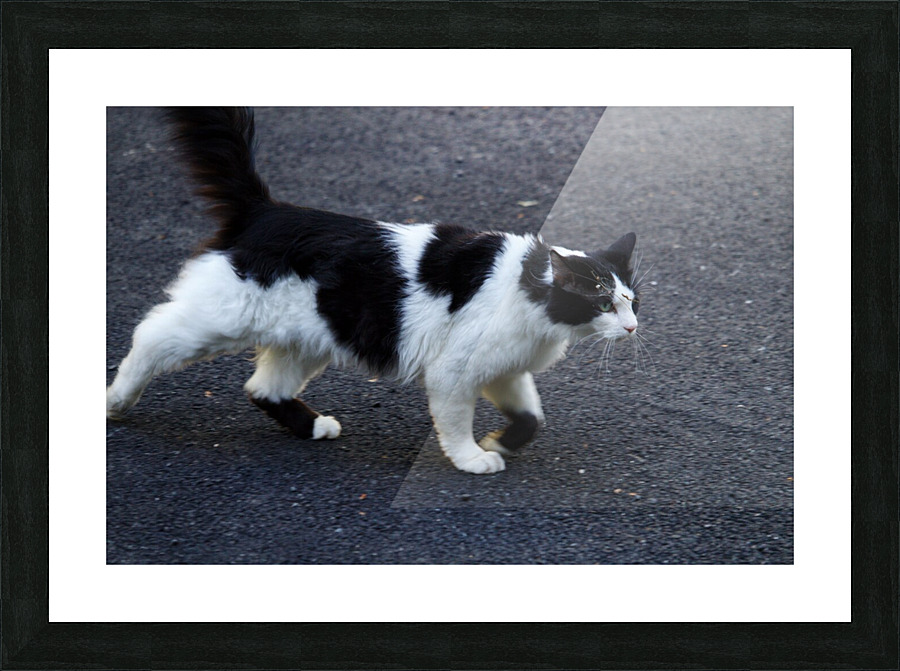 Cat strolling down a road Picture Frame print