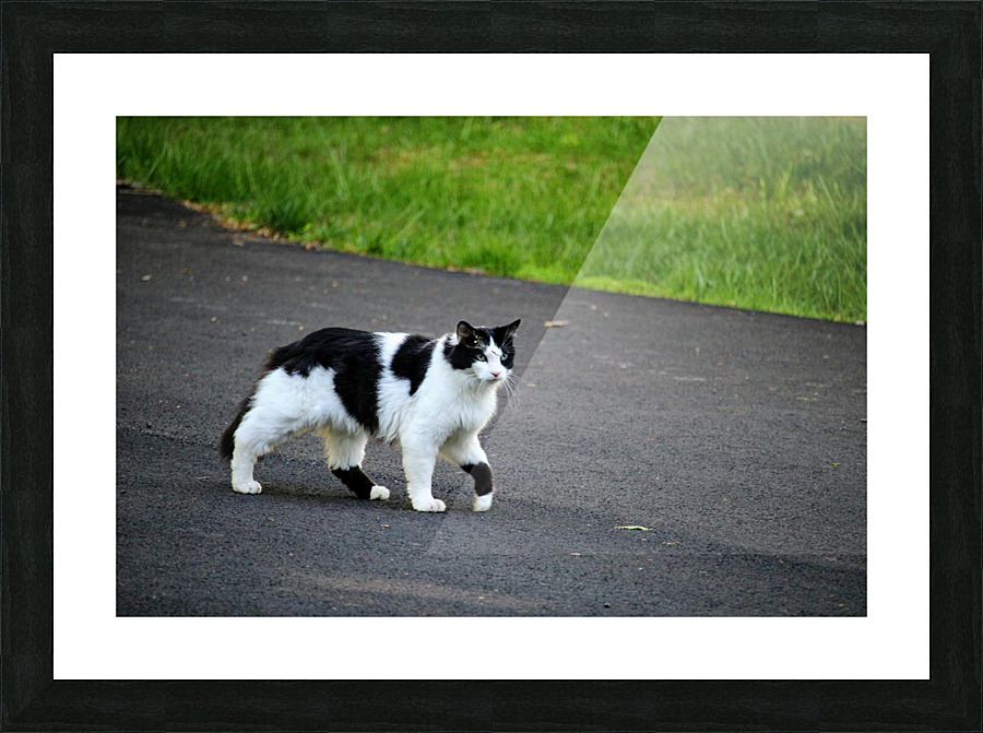 Cat strolling down a road Picture Frame print