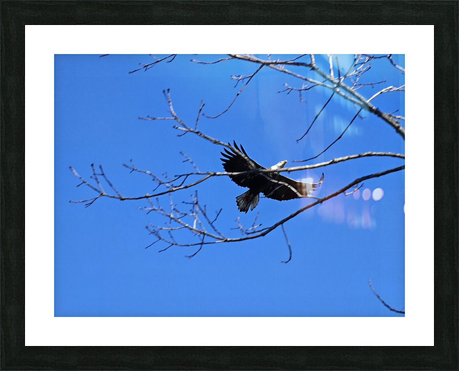 Bald eagle flying by Picture Frame print