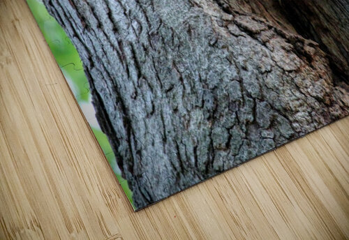 Raccoon Michael Geyer puzzle