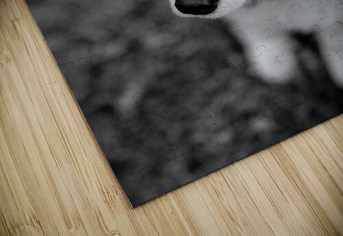 Dog looking up Michael Geyer puzzle