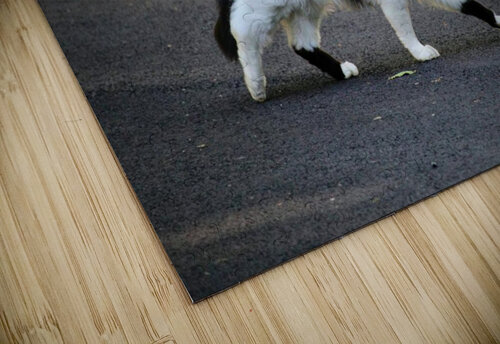 Cat strolling down a road Michael Geyer puzzle