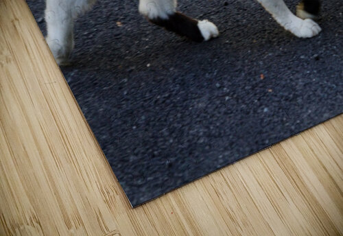Cat strolling down a road Michael Geyer puzzle