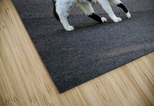 Cat strolling down a road Michael Geyer puzzle