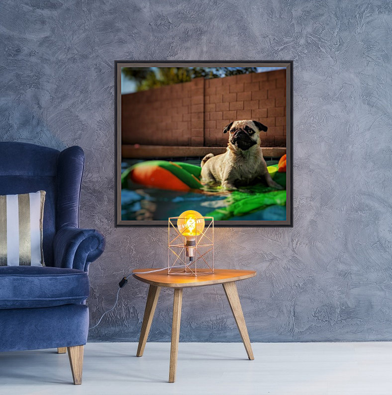 Pug in the pool Reproduction