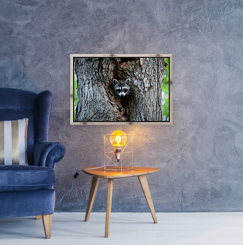 Raccoon Reproduction
