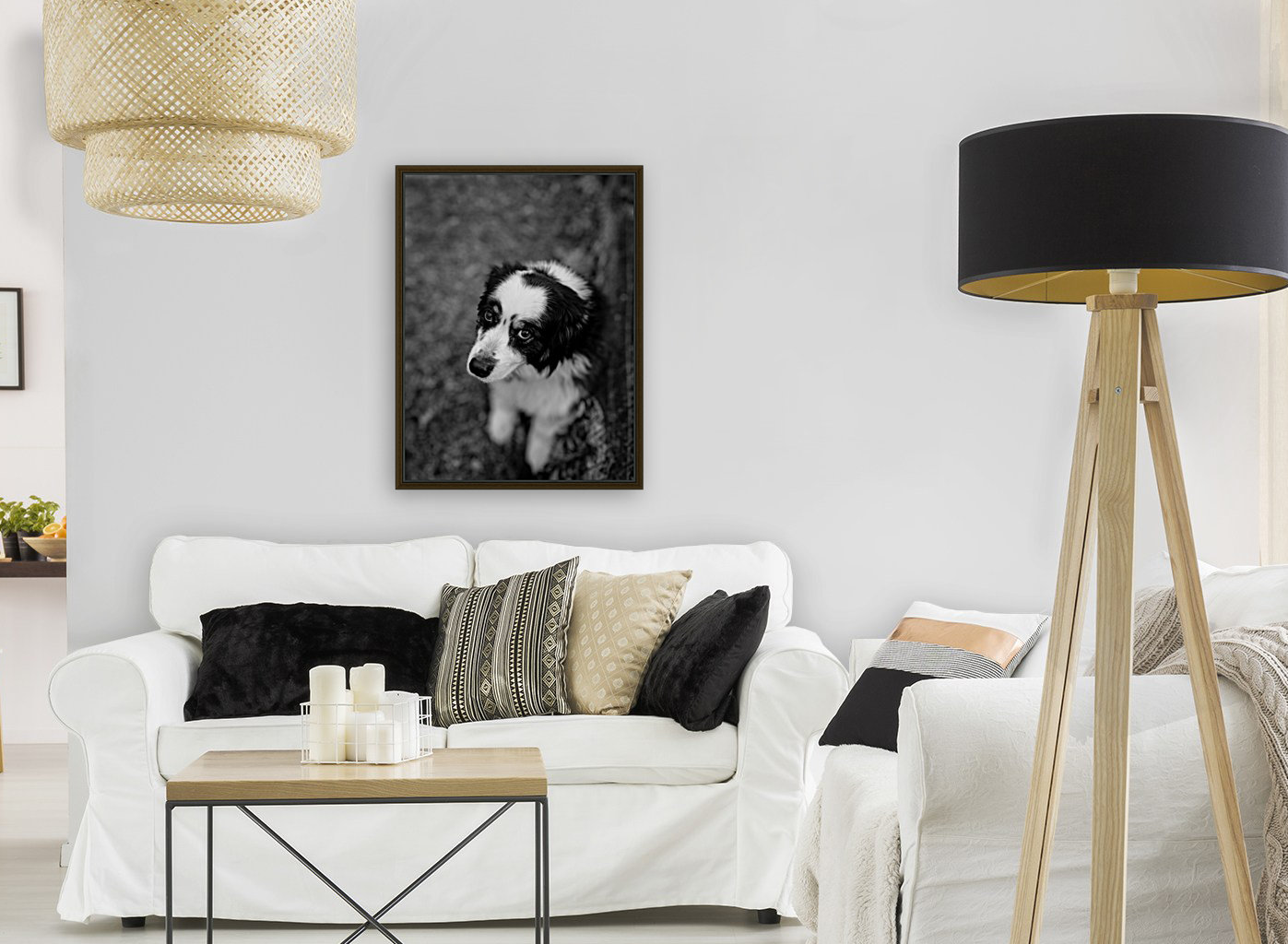 Dog looking up Reproduction
