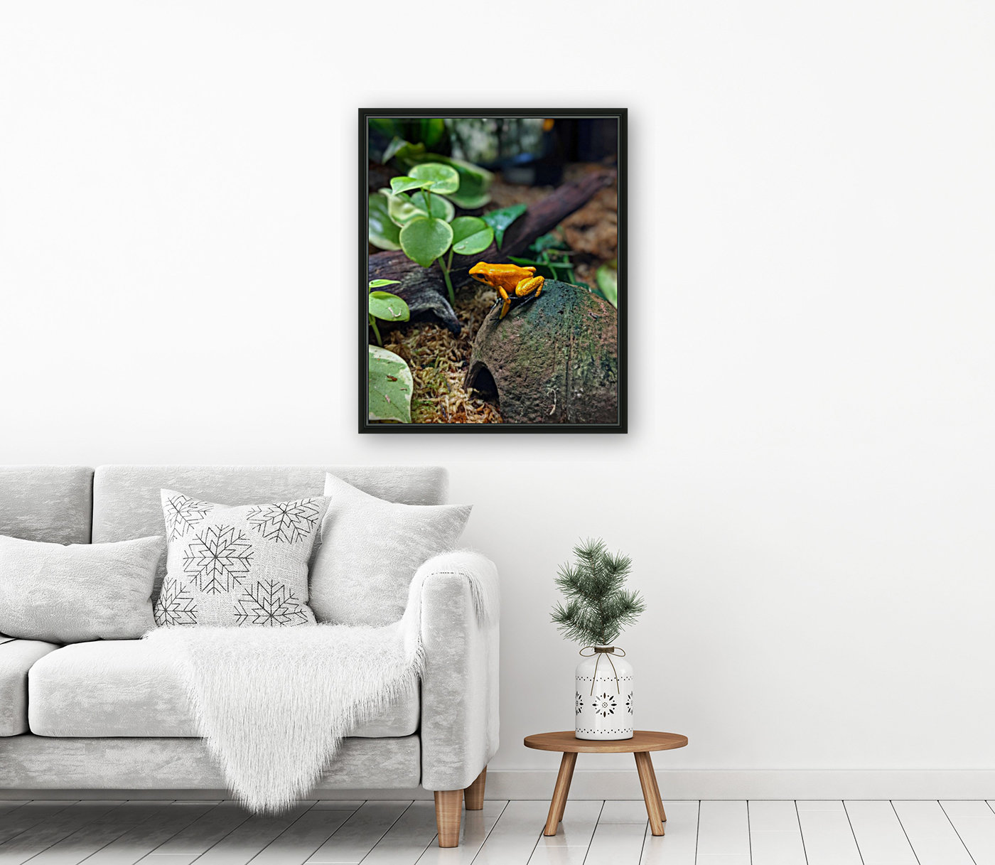 Orange frog Reproduction