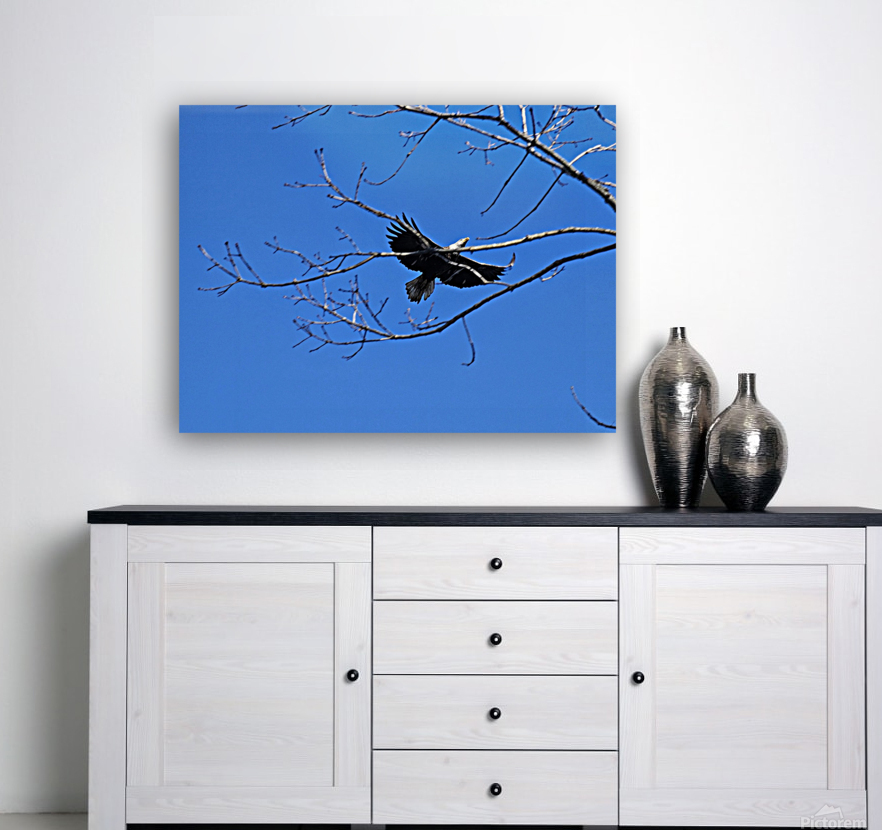 Bald eagle flying by Reproduction