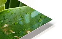 Green leaves HD Metal print