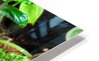 Blue frog HD Metal print