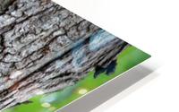 Raccoon HD Metal print