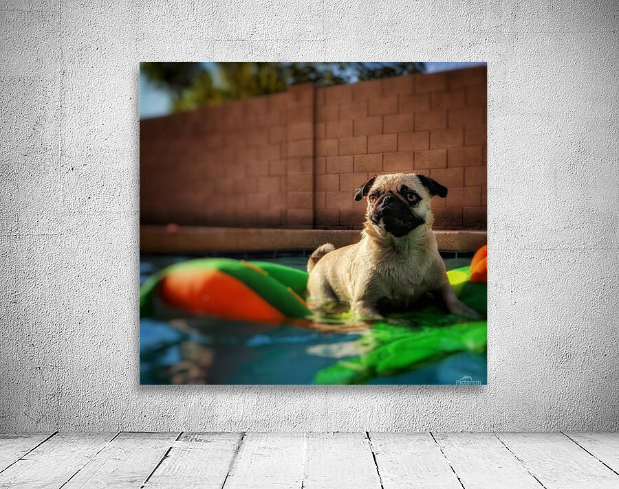 Pug in the pool Wall Preview