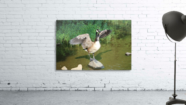 Goose spreading wings Wall Preview