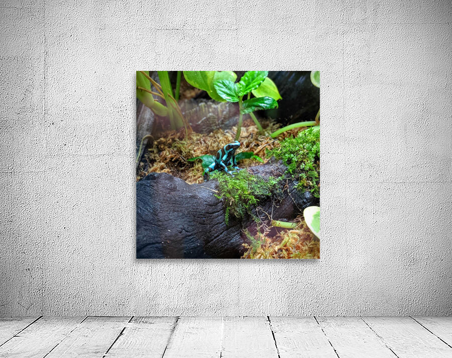 Blue frog Wall Preview