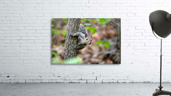 Squirrel on a tree Wall Preview