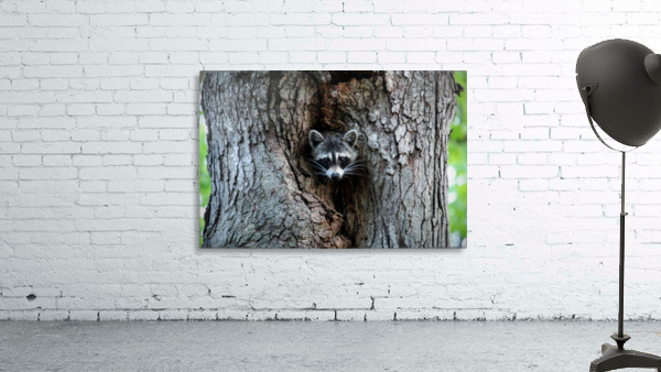 Raccoon Wall Preview