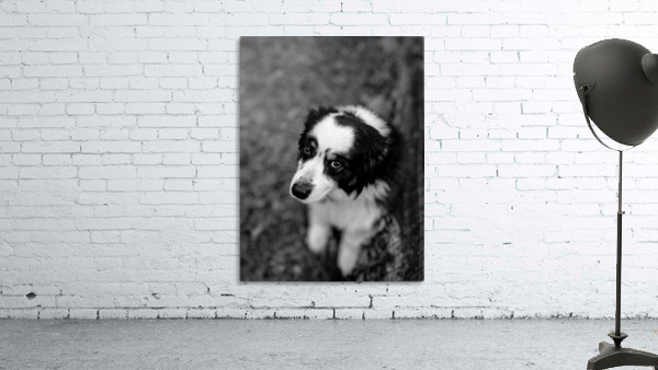 Dog looking up Wall Preview