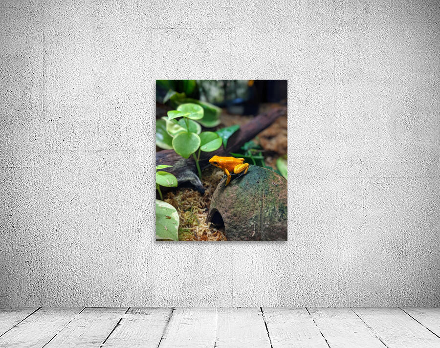 Orange frog Wall Preview