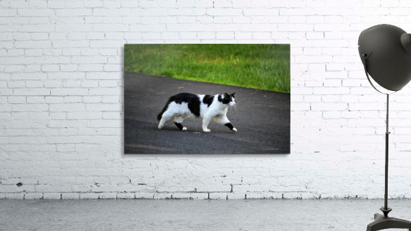 Cat strolling down a road Wall Preview