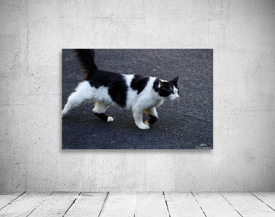 Cat strolling down a road Wall Preview