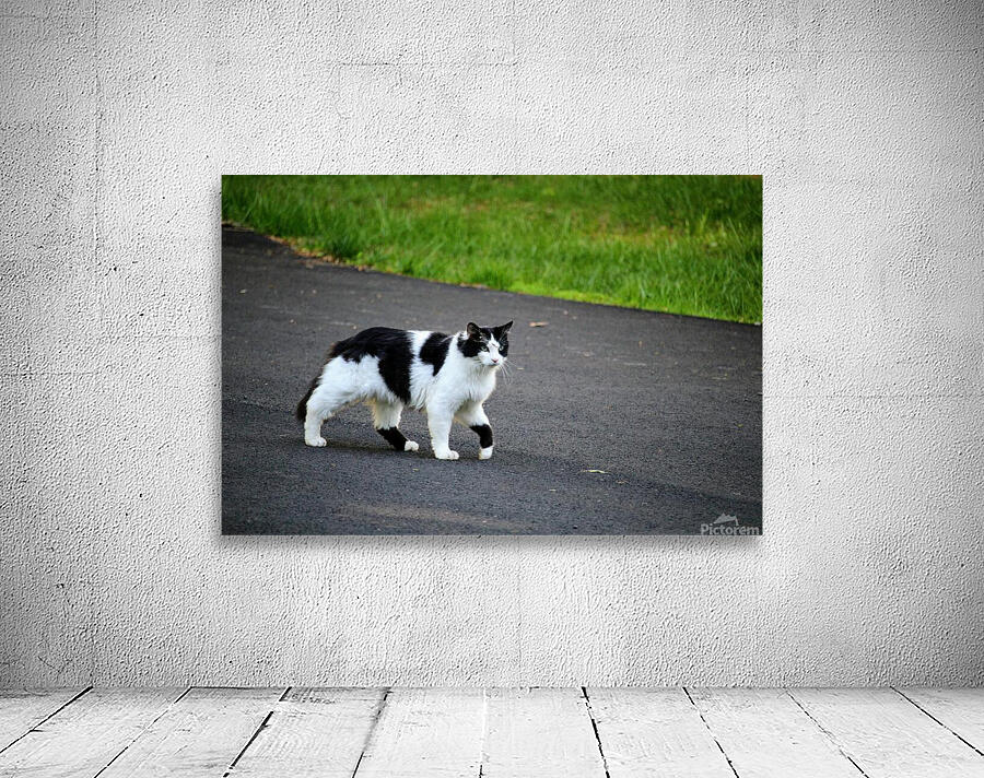 Cat strolling down a road Wall Preview