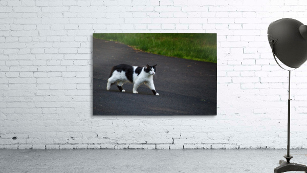 Cat strolling down a road Wall Preview