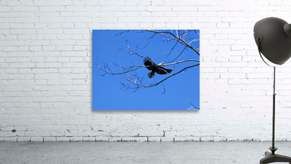 Bald eagle flying by Wall Preview