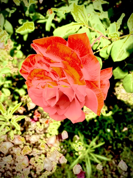 Pop Flower Digital Download