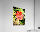 Pop Flower Acrylic Print