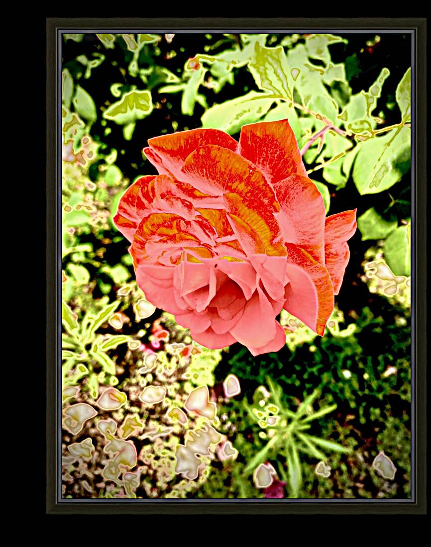 Pop Flower Reproduction