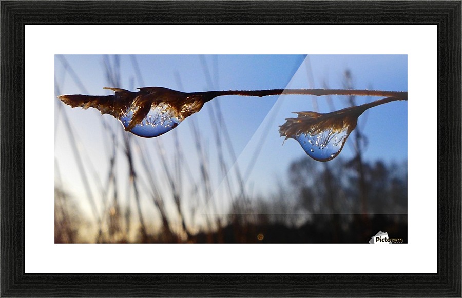 Morning drops Picture Frame print