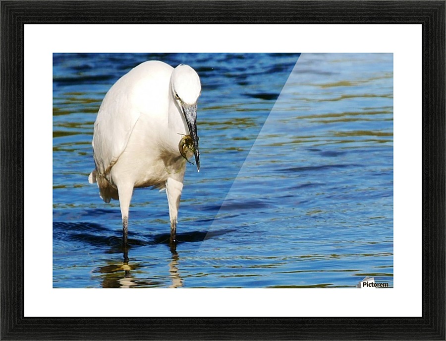 Easy pickings Picture Frame print