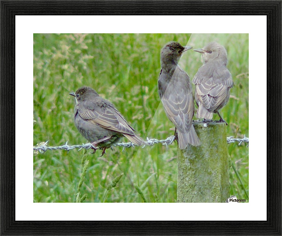 Threes a crowd Picture Frame print
