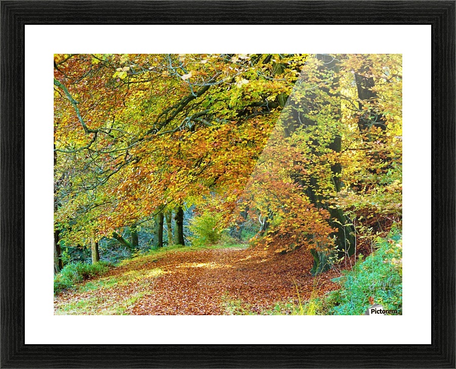 Autumnal path Picture Frame print