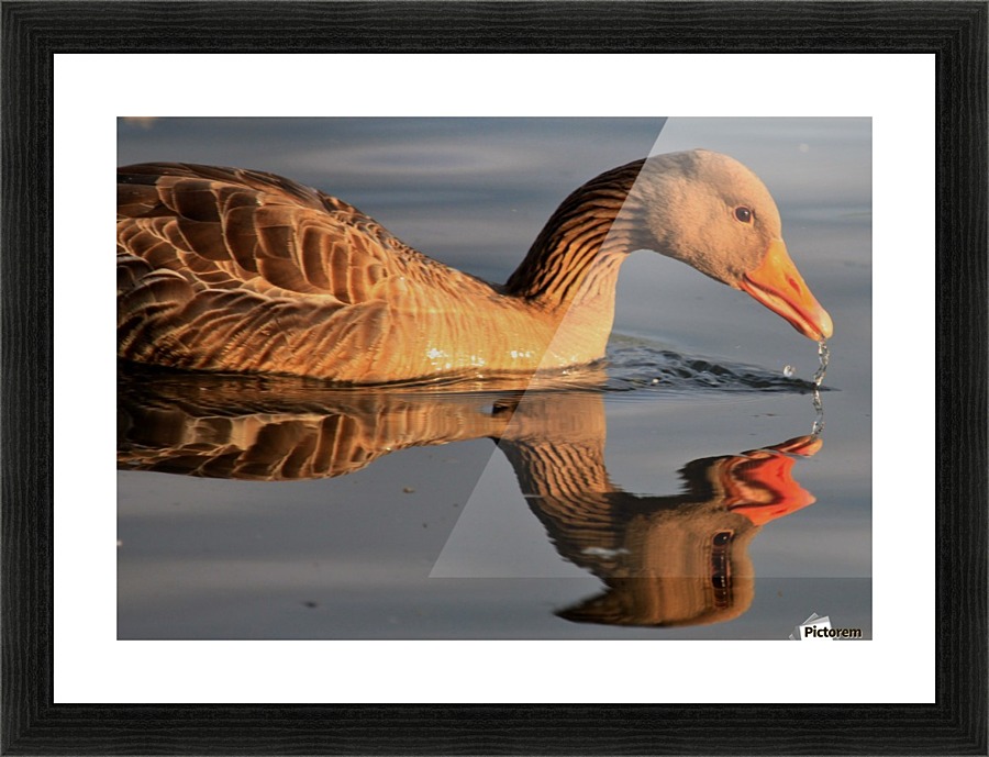 Duck reflection Picture Frame print