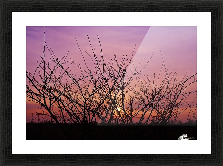 Winter sunset twigs Picture Frame print
