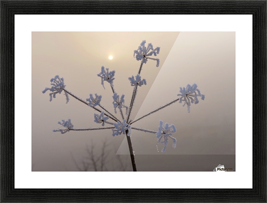 Foggy weed Picture Frame print