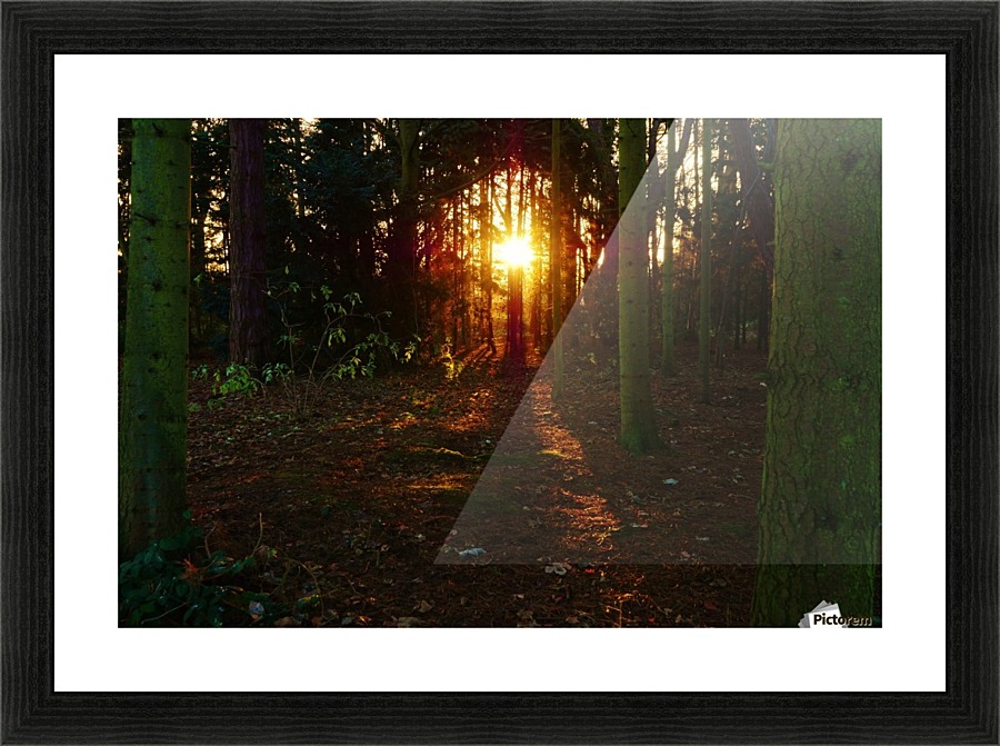 Last tree light Picture Frame print