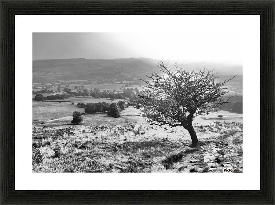 Last tree Picture Frame print