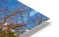 Fox on the roof HD Metal print