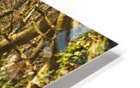 Tree covered path HD Metal print