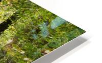 Tree covered path HD Metal print