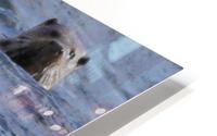 Watching Otter HD Metal print