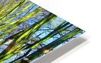 Summer Avenue HD Metal print