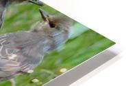 Threes a crowd HD Metal print